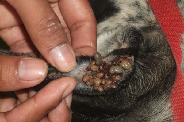 Bọ ve tai gai - Otobius megnini