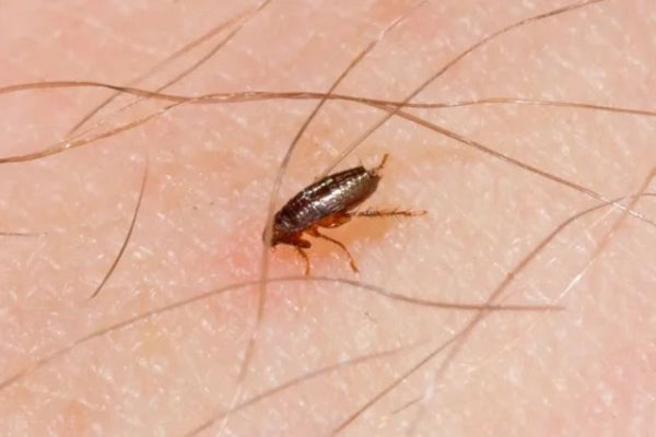 Bọ chó Mỹ - Dermacentor variabilis