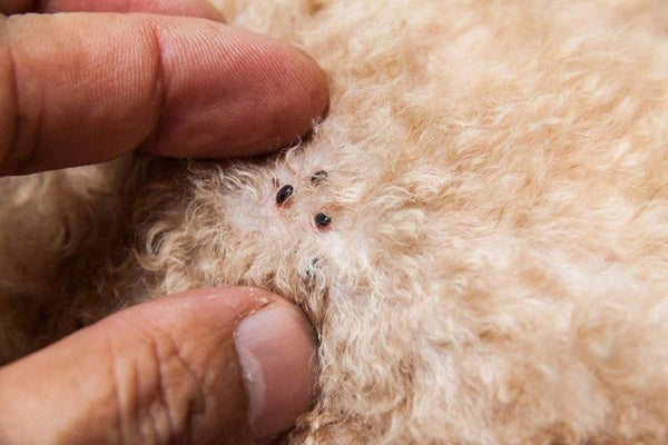 Rận chó cắn - Trichodectes canis