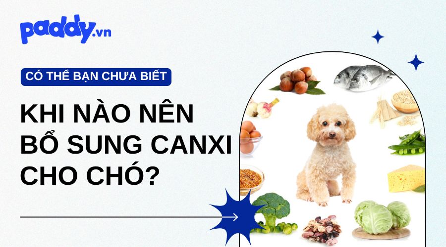 Khi Nào Nên Bổ Sung Thêm Canxi Cho Chó?
