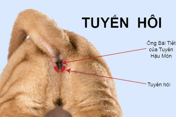 Vắt tuyến hôi cho chó