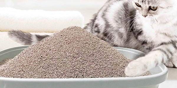 cat-ve-sinh-cho-meo