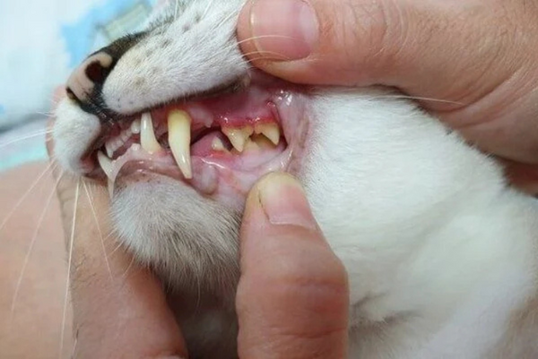 Lở loét miệng ở mèo