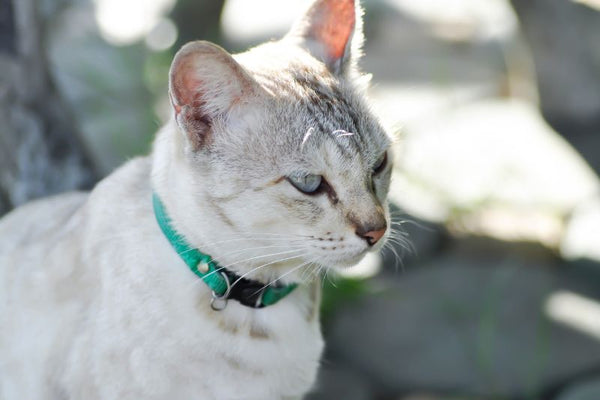 Hướng dẫn chăm sóc lông cho mèo anh