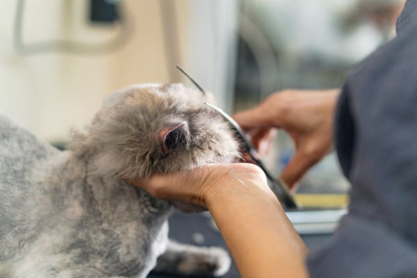 Hướng dẫn chăm sóc lông cho mèo anh