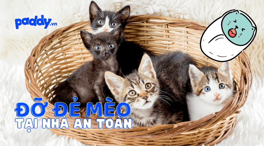 Cách Đỡ Đẻ Cho Mèo Tại Nhà An Toàn