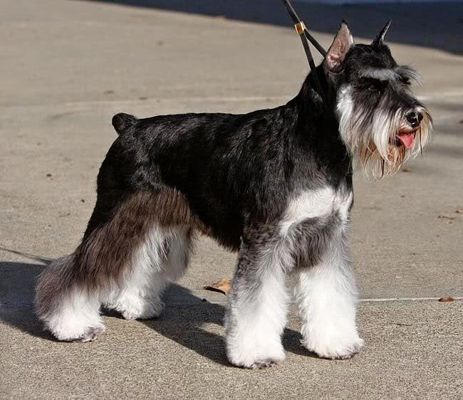 giong-cho-Miniature-Schnauzer