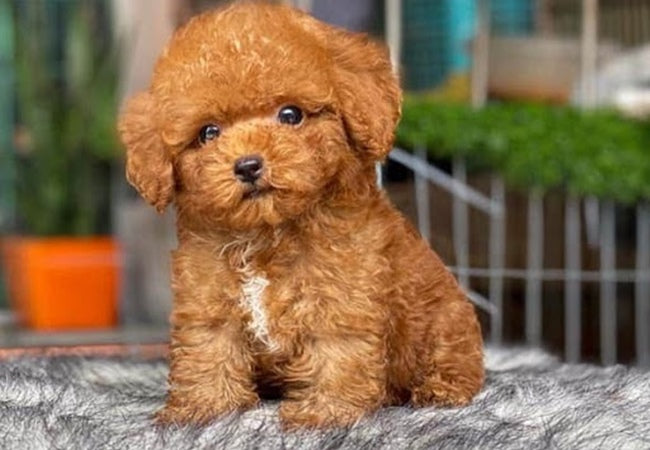 giong-cho-poodle