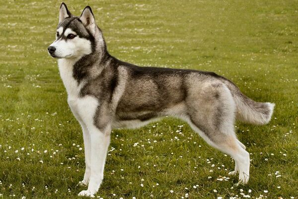 giong-cho-husky