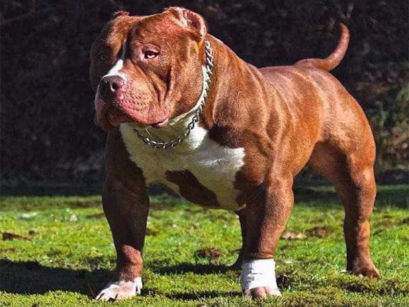 giong-cho-American-PitBull