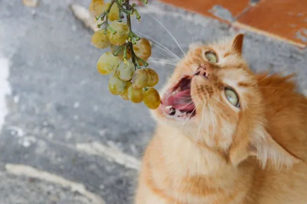 mèo bị tiểu đường nên ăn gì