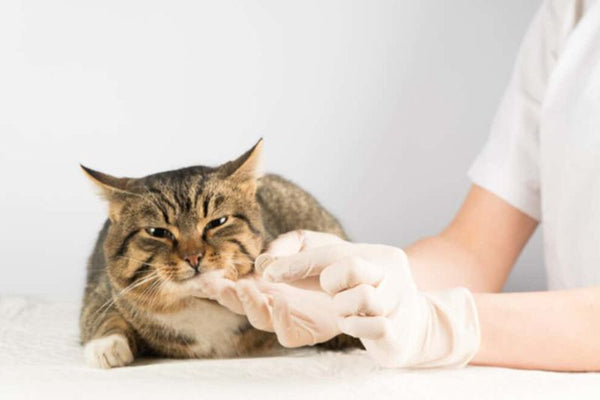 mèo bị bệnh tiểu đường