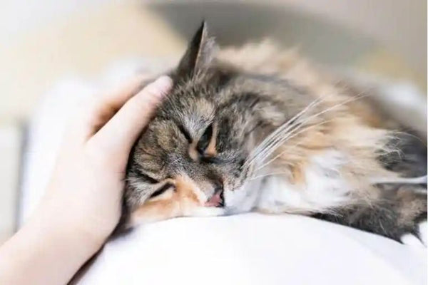 mèo bị tiểu đường nên ăn gì