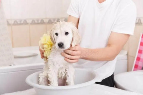 Gợi ý các loại sữa tắm phù hợp cho từng loại lông chó