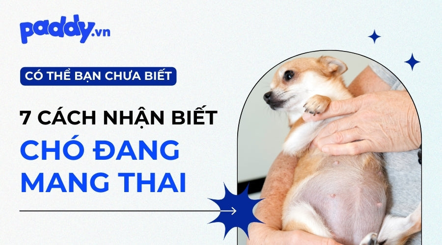 Nhận Biết Chó Mang Thai Qua 7 Dấu Hiệu