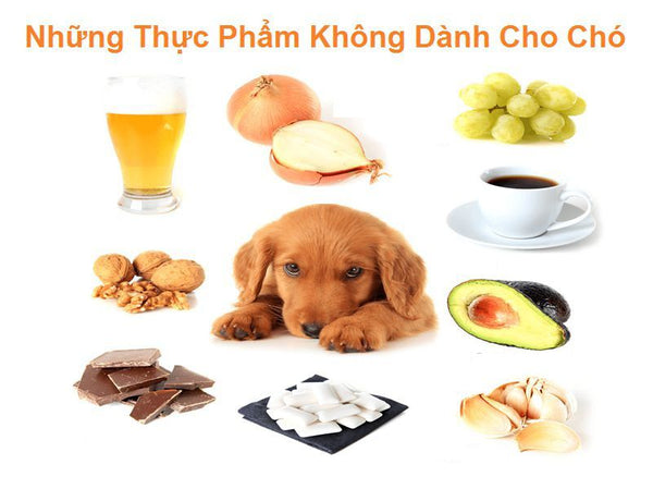 thuc-an-dinh-duong-cho-cho