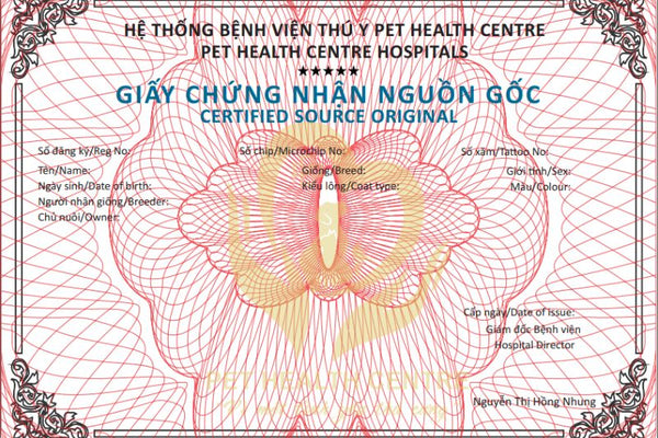 giấy vka cho mèo