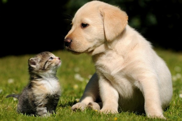 Nên làm gì để chó và mèo sống chung hòa thuận