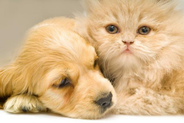 Nên làm gì để chó và mèo sống chung hòa thuận