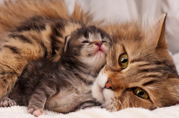 Hat-Royal-Canin-Baby-Cat-cho-meo-me-va-meo-con