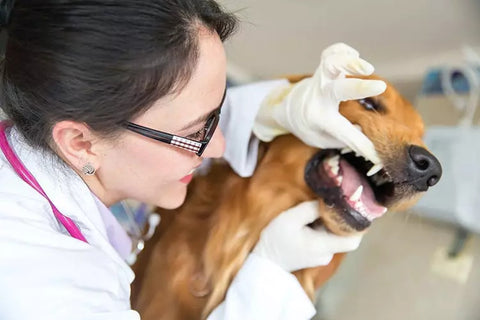 trị chó bị hóc xương