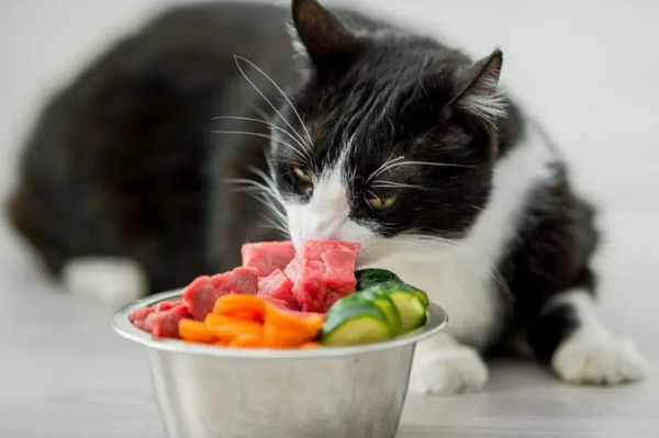 raw-food-cho-meo
