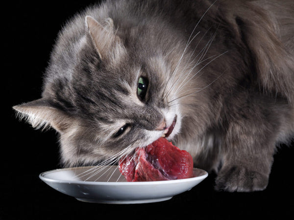 co-nen-cho-cho-meo-an-raw-food-khong