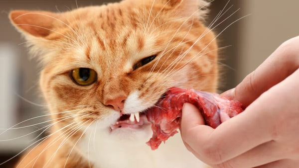 cach-lam-raw-food-cho-cho-meo