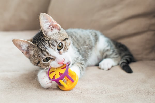 Sử dụng đồ chơi gặm nhấm cho mèo