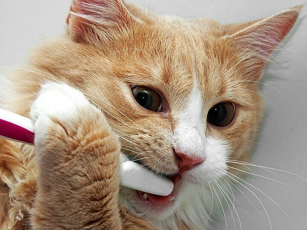 nguyên nhân mèo bị thối mồm
