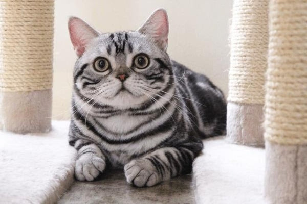 Mèo Silver Tabby Classic
