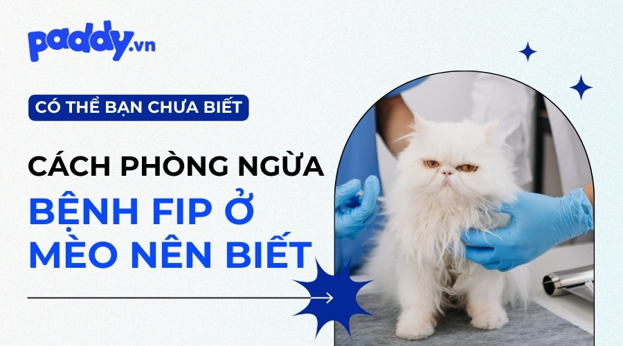 Bệnh FIP Ở Mèo Và Cách Phòng Ngừa