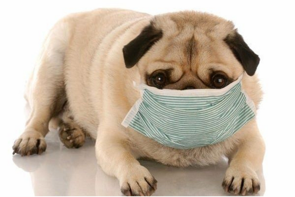 Phức hợp đường hô hấp truyền nhiễm ở chó (CIRDC)