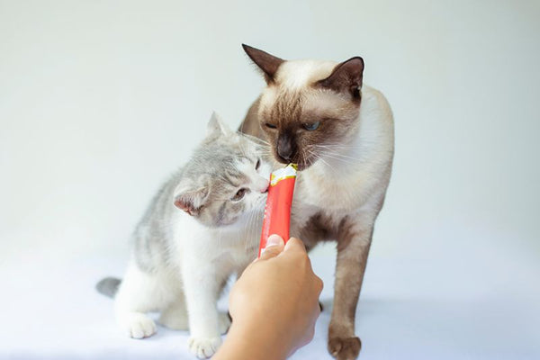 Chó có ăn được súp thưởng cho mèo không