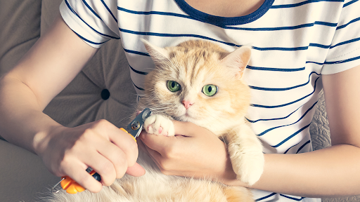 cat-mong-chuan-bi-tam-cho-meo