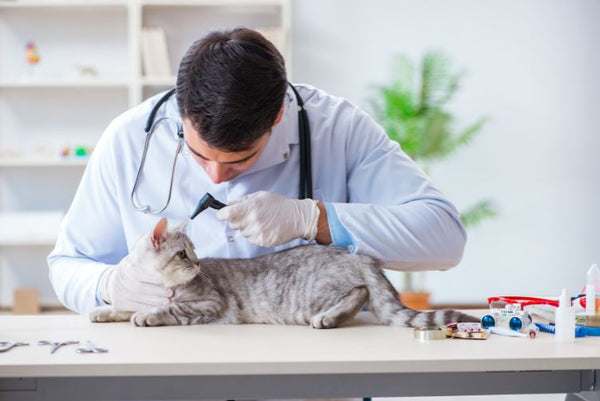 cách chữa mèo bị đường ruột
