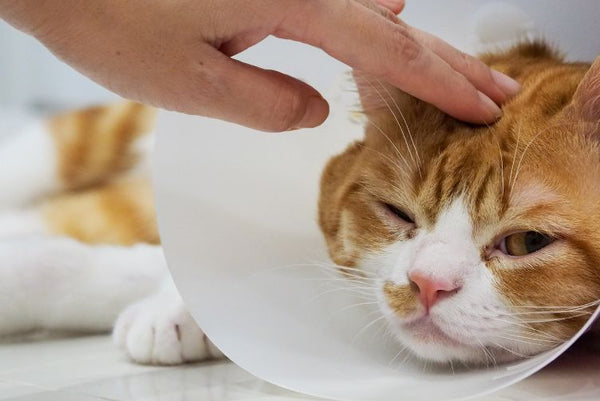 cách chữa mèo bị đường ruột