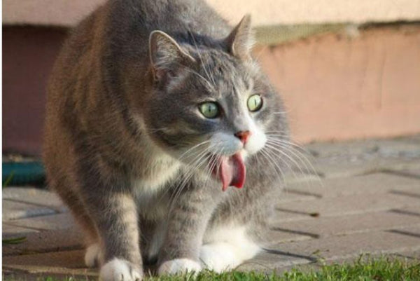 cách chữa mèo bị đường ruột