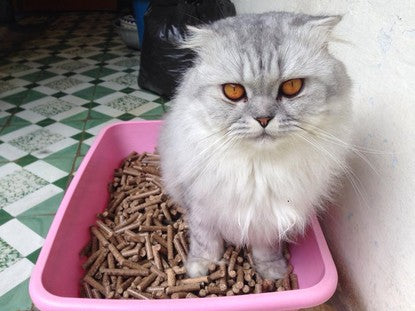 cat-go-ve-sinh-cho-meo-co-tot-khong