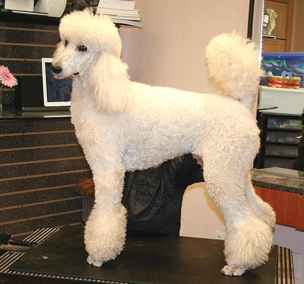 kieu-cat-long-bikini-cho-poodle