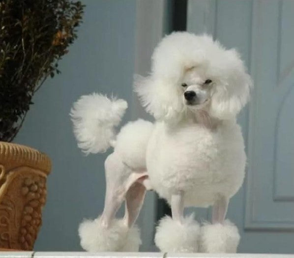 kieu-cat-su-tu-cho-cho-poodle