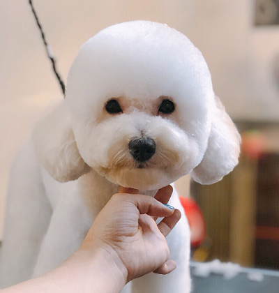 phong-cach-puppy-cut