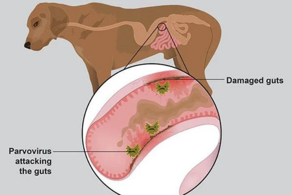 nguyên nhân và cách điều trị chó đi ngoài ra máu