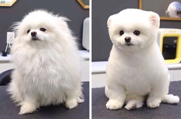 tu-cat-long-cho-tai-nha