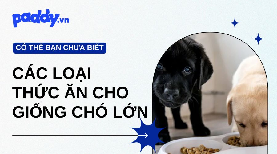 Review Các Loại Thức Ăn Cho Giống Chó Lớn