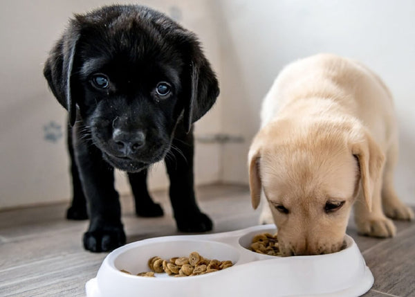 So sánh Royal Canin Renal & Royal Canin Urinary