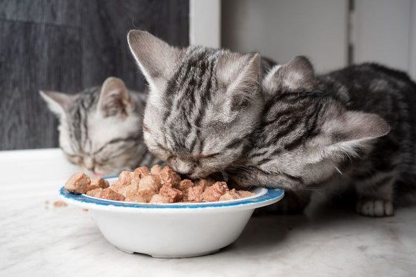 pate cá ngừ cho mèo