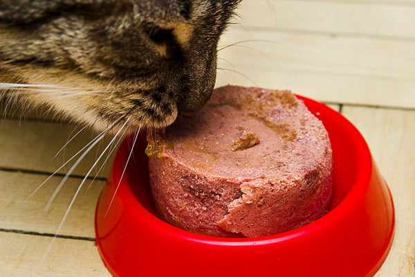 pate cá ngừ cho mèo