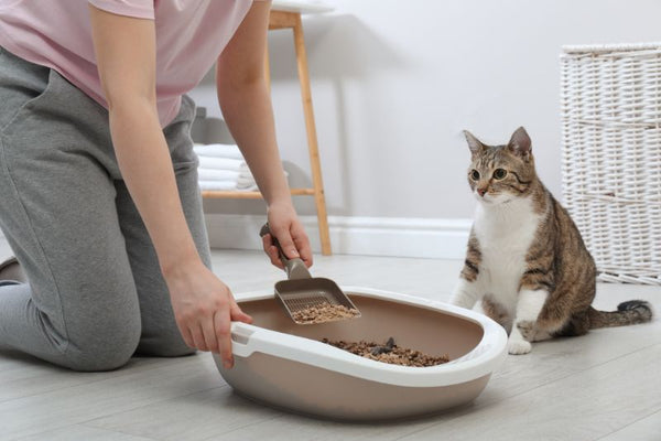 khử mùi hôi khay vệ sinh cho mèo