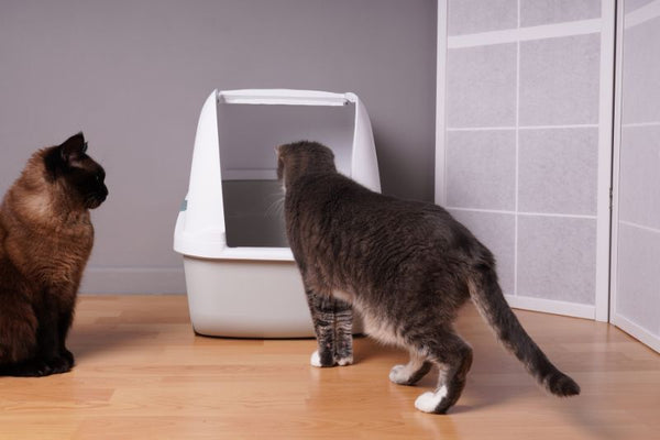 các lưu ý khi chọn nhà vệ sinh cho mèo